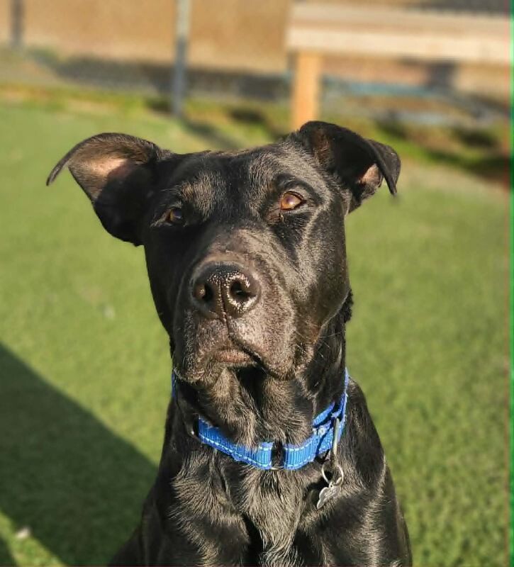 Picture of the Animal Listed